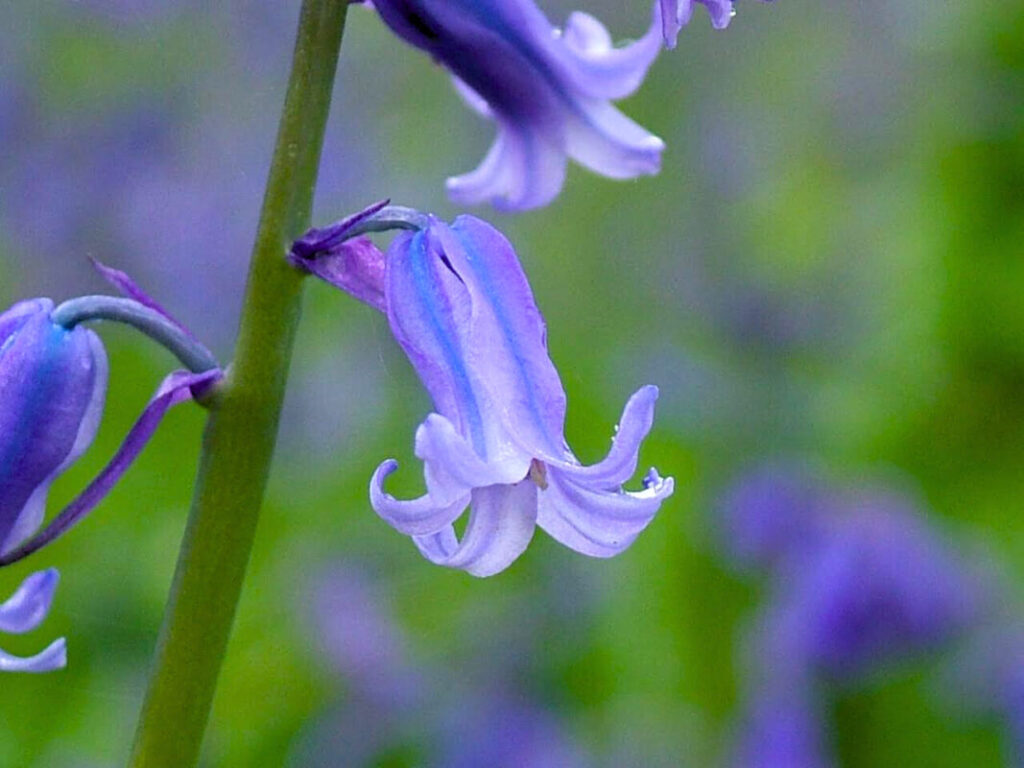 Close up of a bluebell flower