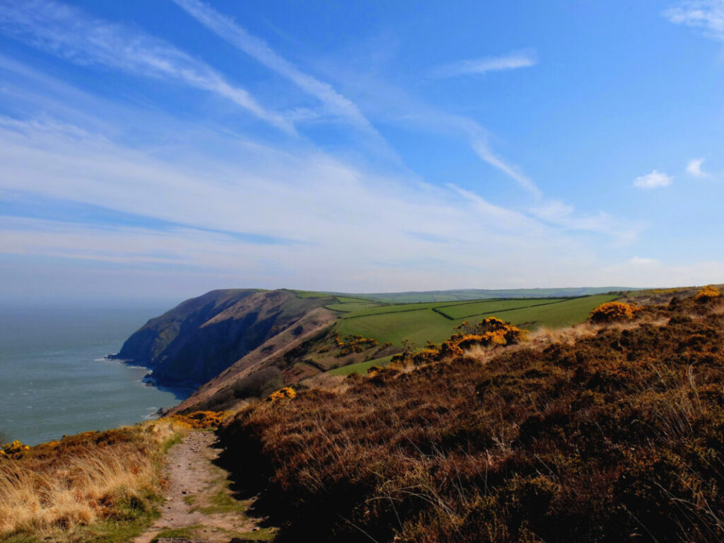 Pathway cutting through gorse in north Somerset. The sea is on then right and Exmoor is on the left.