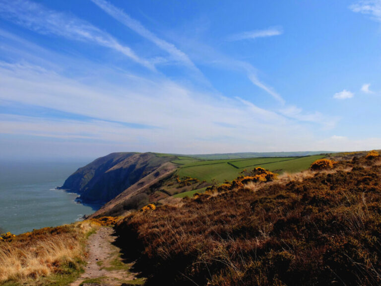 Pathway cutting through gorse in north Somerset. The sea is on then right and Exmoor is on the left.