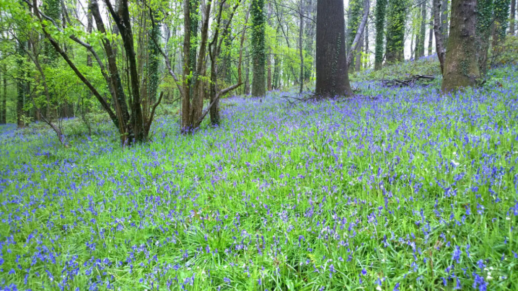 Bluebells in woodland