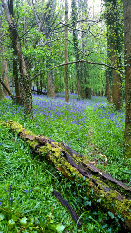 Woodland with tree stump lying across a path that cuts through bluebells