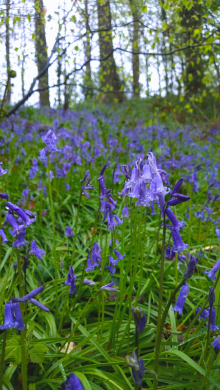 Bluebells in woodland