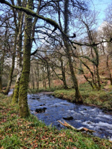 Stream running through a wooded valley in Exmoor