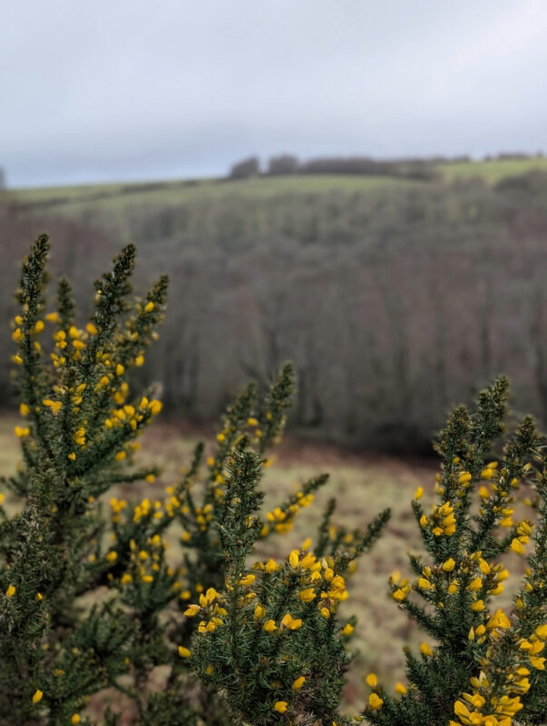 Yellow gorse on Exmoor