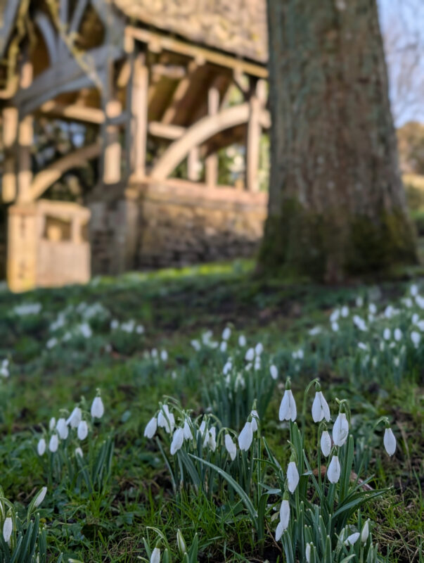 Snowdrops around the base of a tree with an intricate church porch in the background