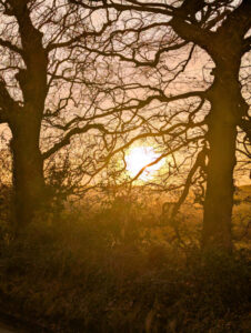 Sunset through trees in the Cotswolds