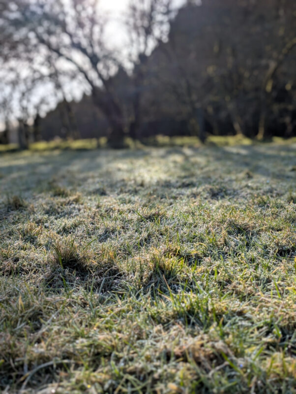 Hoar frost on grass in the morning