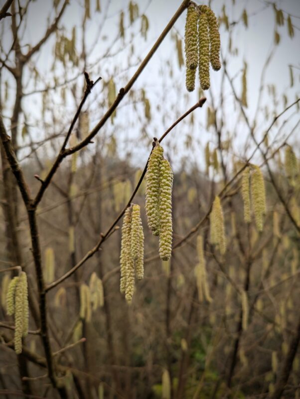 Close up of catkins on a tree