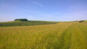 Grasslands in summer