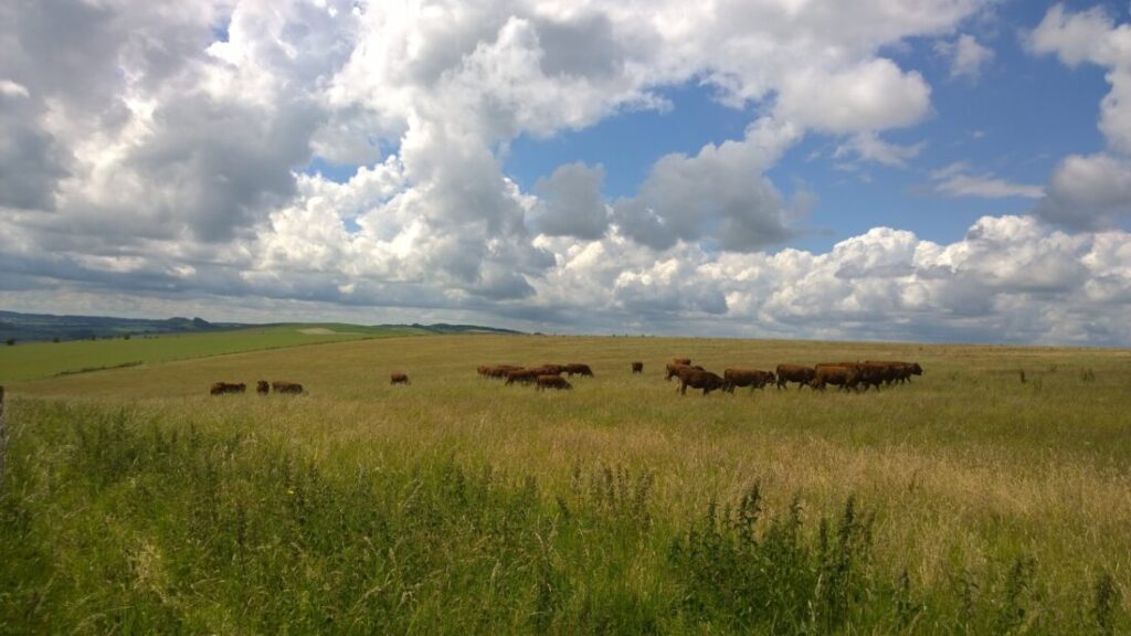 Grassland with cattle grazing