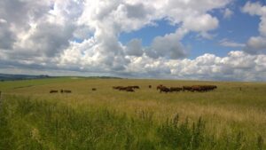 Grassland with cattle grazing