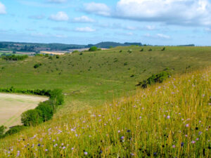 Chalk downs in summer