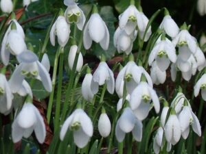 Close up of snowdrops