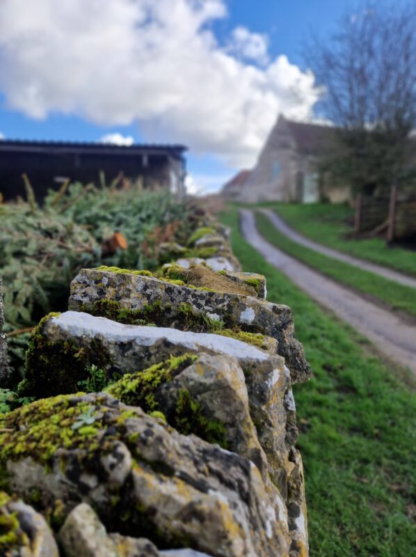 Old stone wall with moss on it and a footpath winding away into the distance in the background.