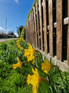 Daffodils on a grass verge in front of a fence
