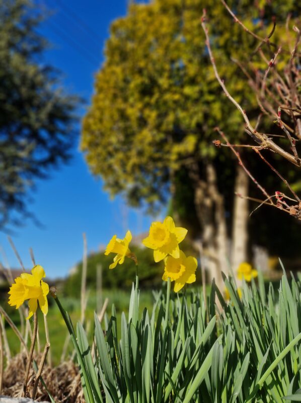 Daffodils with trees in the background