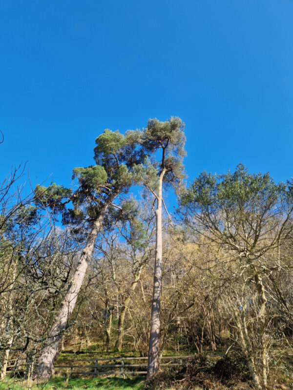 Tops of trees in a woodland against a bright blue spring sky