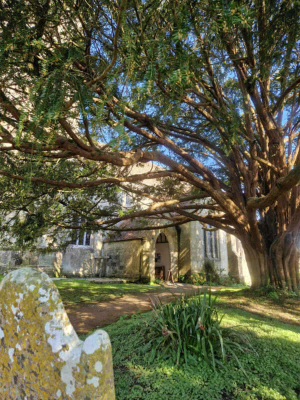 Pathway leading to the door of a country church under a large yew tree casting shade over the path and gravestones