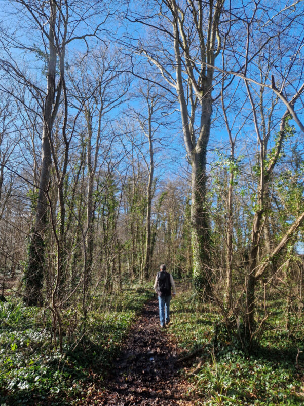 Person walking through woods in spring. The trees are bare and the sky is blue.