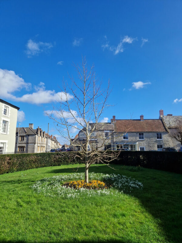 Tree and spring flowers in a small square