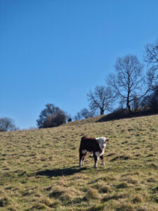 A calf standing in a field staring at the camera