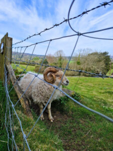 A sheep with impressive curled horns behind a wire fence