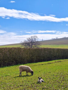 A baby lamb sat in a field looking at a camera with the mother grazing behind it.