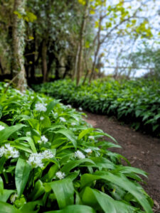 Wild garlic in flower in a woodland with a path bending away into the distance in the background