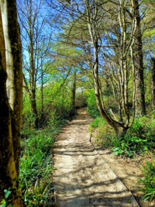 A footpath leading through woodland in spring