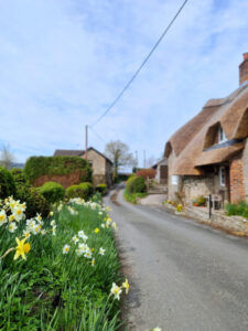 A quiet country lane with daffodils in the foreground and thatched cottages in the background