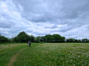 A field full of buttercups and dandelions, with two walkers walking along a path on the right under a cloudy sky