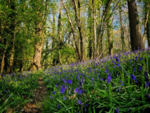 Close up of bluebells in a woodland with a footpath to the left and trees in the background