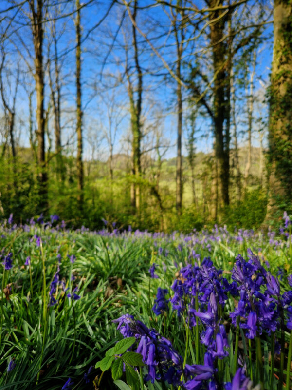 Close up of bluebells in the foreground with flowers stretching off into the background and trees rising up at the back
