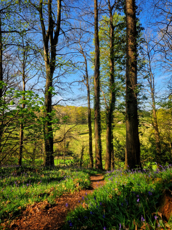 A woodland path weaving between trees with bluebells either side