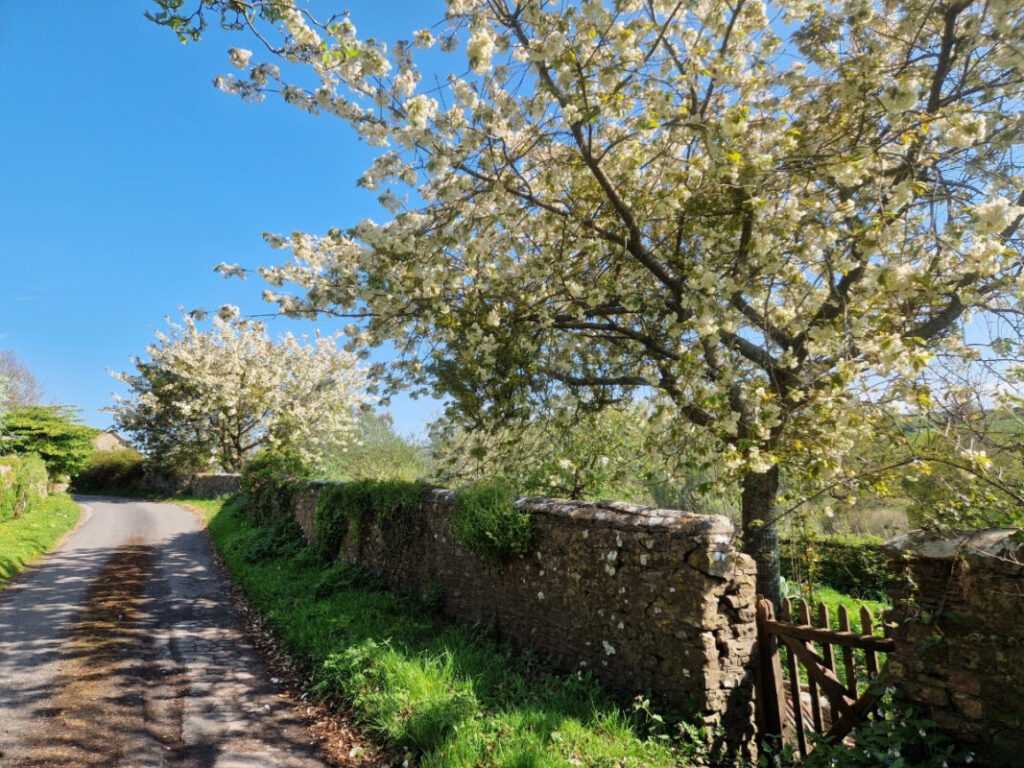 A quiet country lane with an old stone wall to the right. There is a gate in the wall and a tree laden with white blossom.