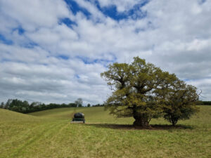A lone tree in a field under a blue sky with white clouds. An old farm trailer is standing to the left of the tree