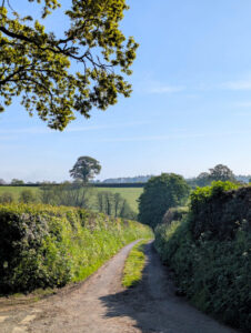 Photo of a quiet country lane winding off into the distance between two hedgrows on a briught sunny day