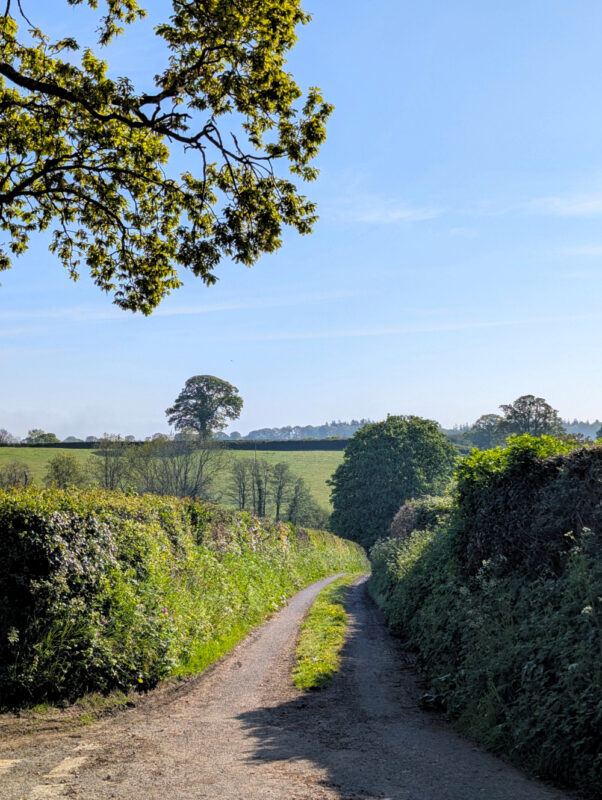 Photo of a quiet country lane winding off into the distance between two hedgrows on a briught sunny day