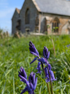 A bluebell in long grass in the foreground and an ancient church in the background.