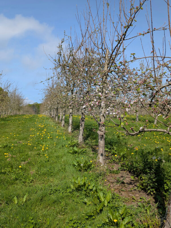 Apple trees in a cider orchard just coming into blossom