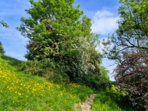 Footpath cutting through a field of buttercups under trees laden with blossom