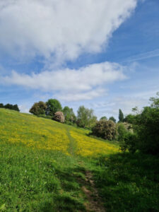 A footpath cutting through a field of buttercups