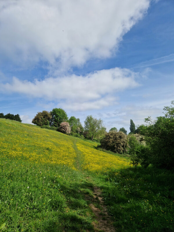 A footpath cutting through a field of buttercups
