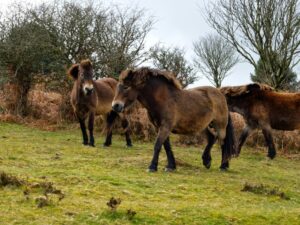 A group od wild ponies on Exmoor