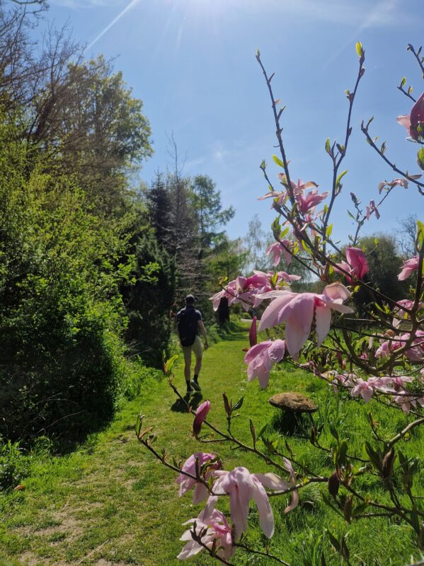 Close up of pink blossom with a person walking along a path in the distance