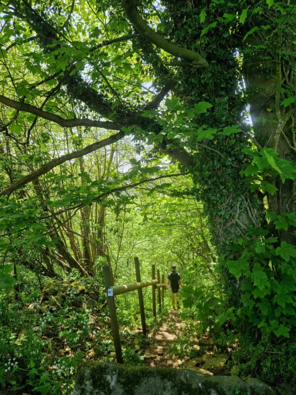 A person walking down some wooden steps in woodland