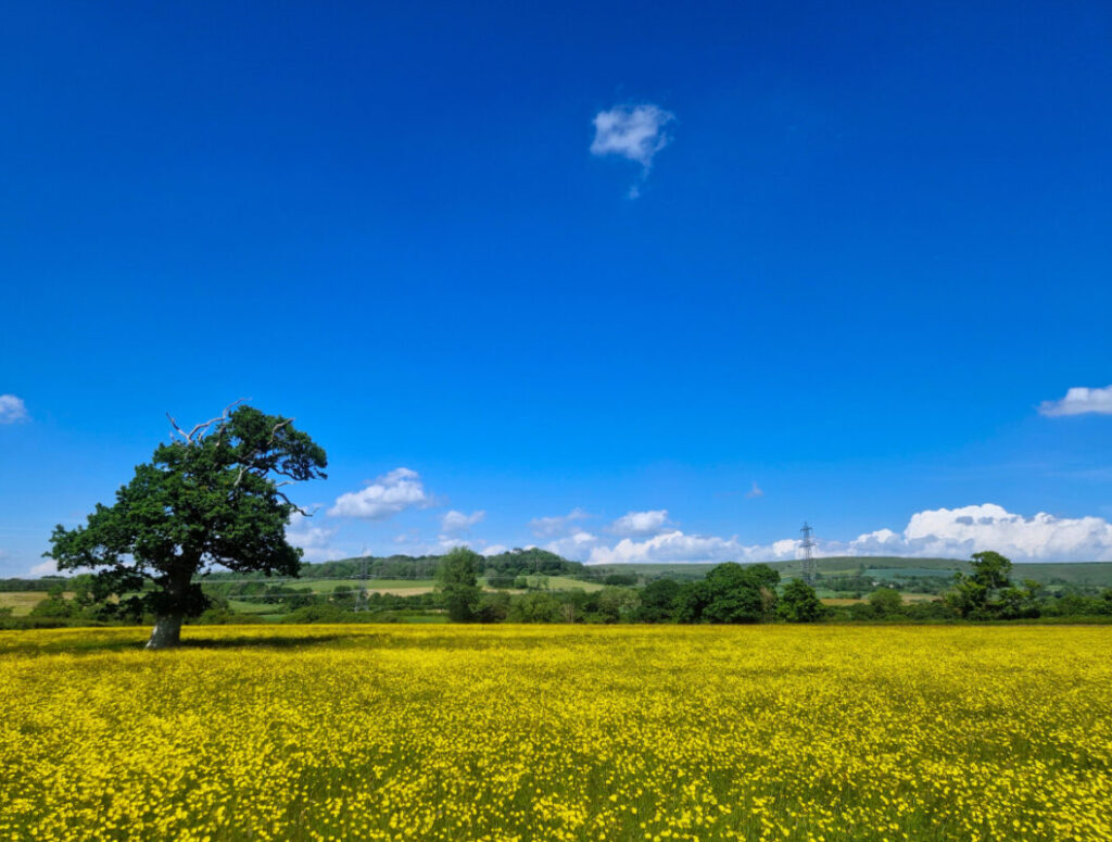 A single tree in a field of golden buttercups