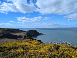 View of the north Somerset coast with cliffs strectching off into the distance, yellow gorse in the foreground and the sea to the right