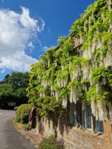 A traditional Dorset cottage with white wisteria covering its front