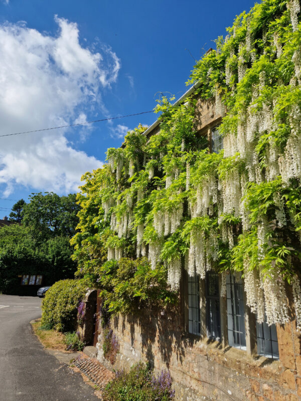 A traditional Dorset cottage with white wisteria covering its front